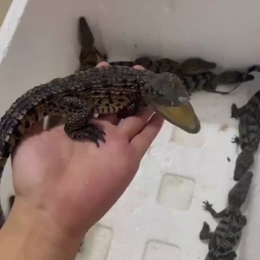 40公分鳄鱼苗