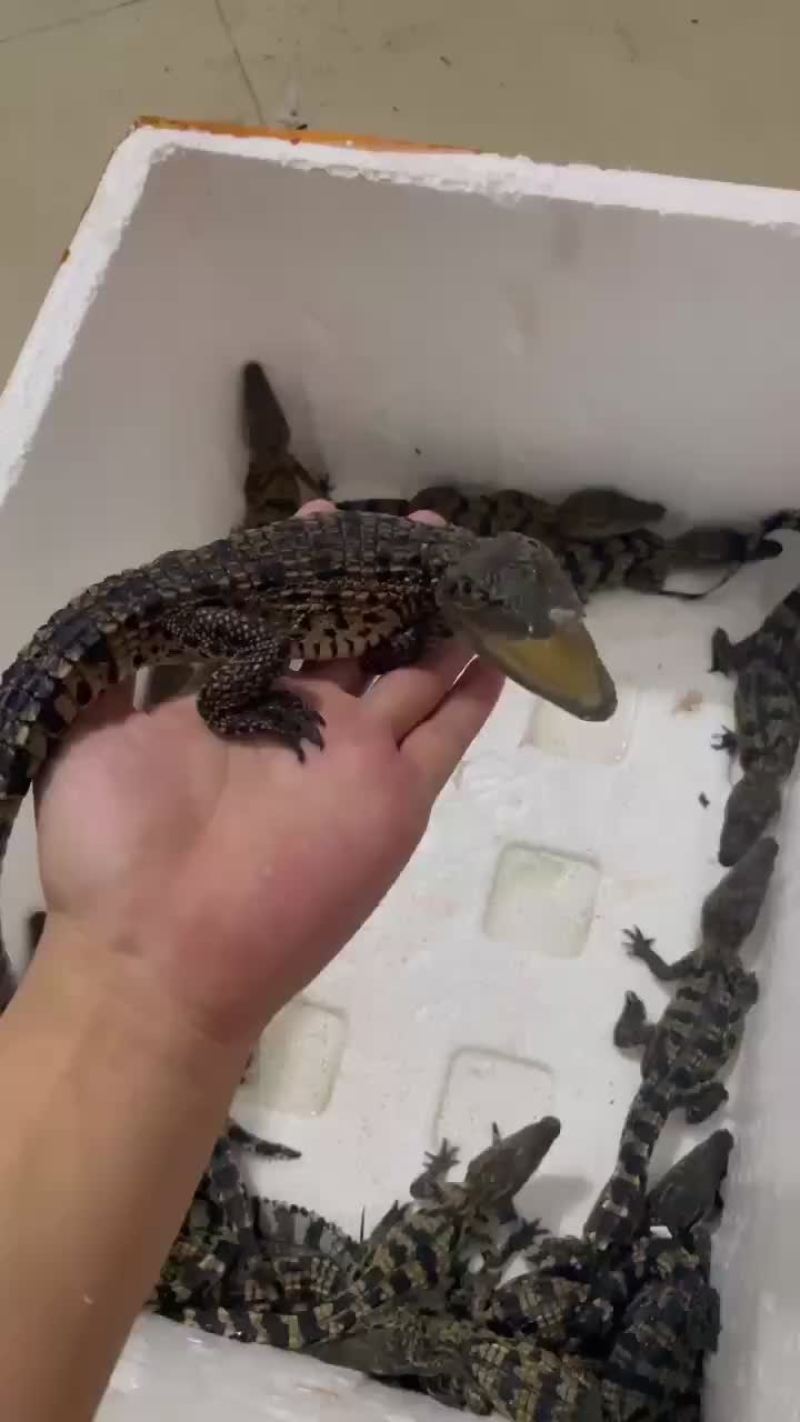 40公分鳄鱼苗