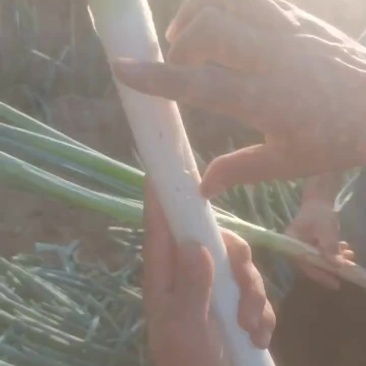 毛葱，钢葱，大量有货！量大从优！