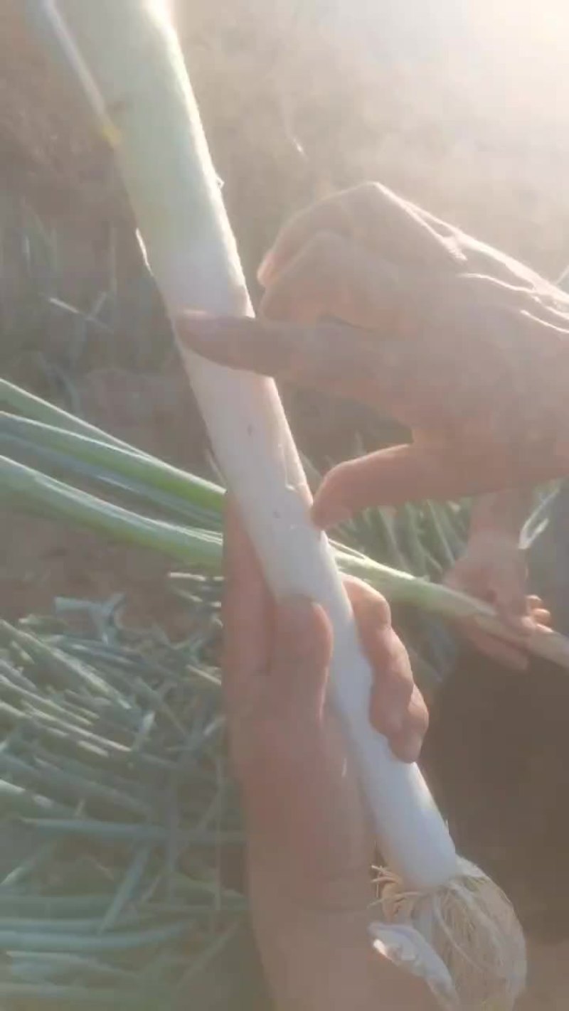 毛葱，钢葱，大量有货！量大从优！
