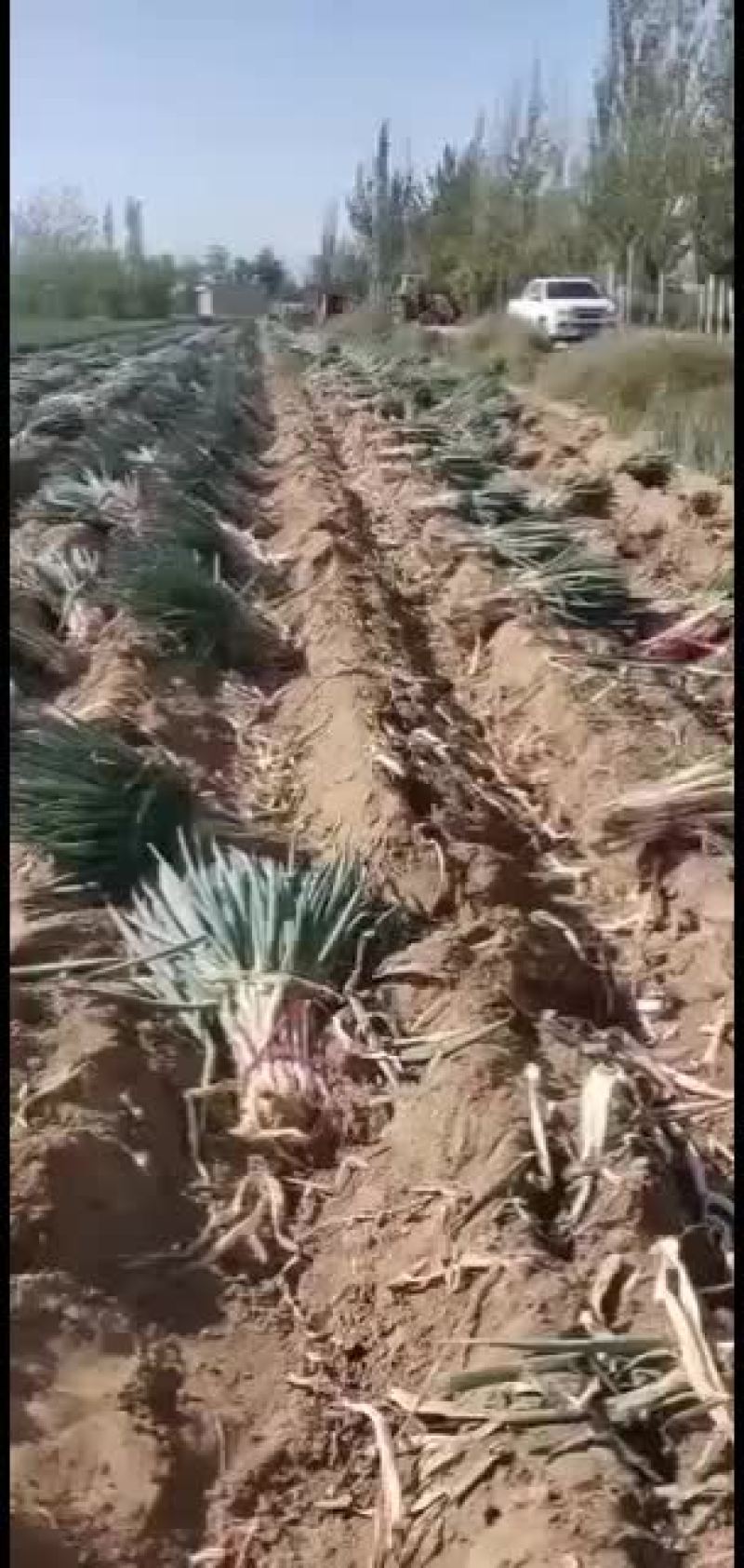 毛葱，钢葱，大量有货！量大从优！