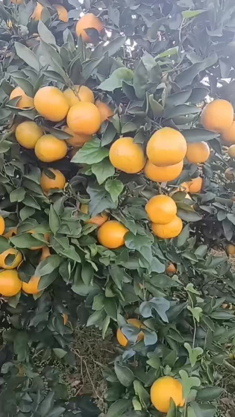 大家好，我是湖南澧县产地自销，口感好，皮溥甜度高，价格优