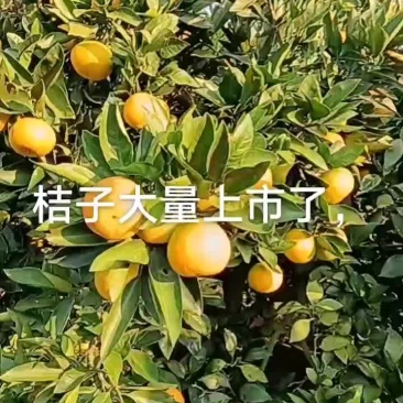 大家好，我是湖南澧县产地自销，口感好，皮溥甜度高，价格优