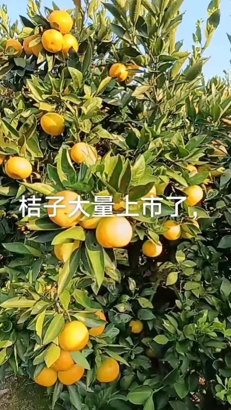大家好，我是湖南澧县产地自销，口感好，皮溥甜度高，价格优