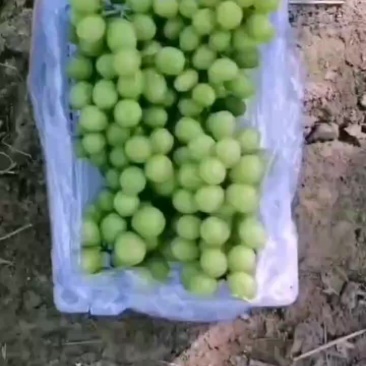 阳光玫瑰葡萄