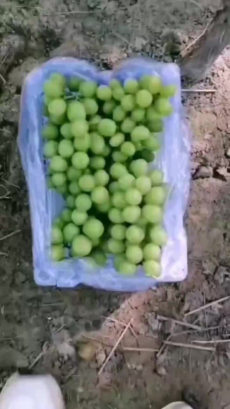 阳光玫瑰葡萄