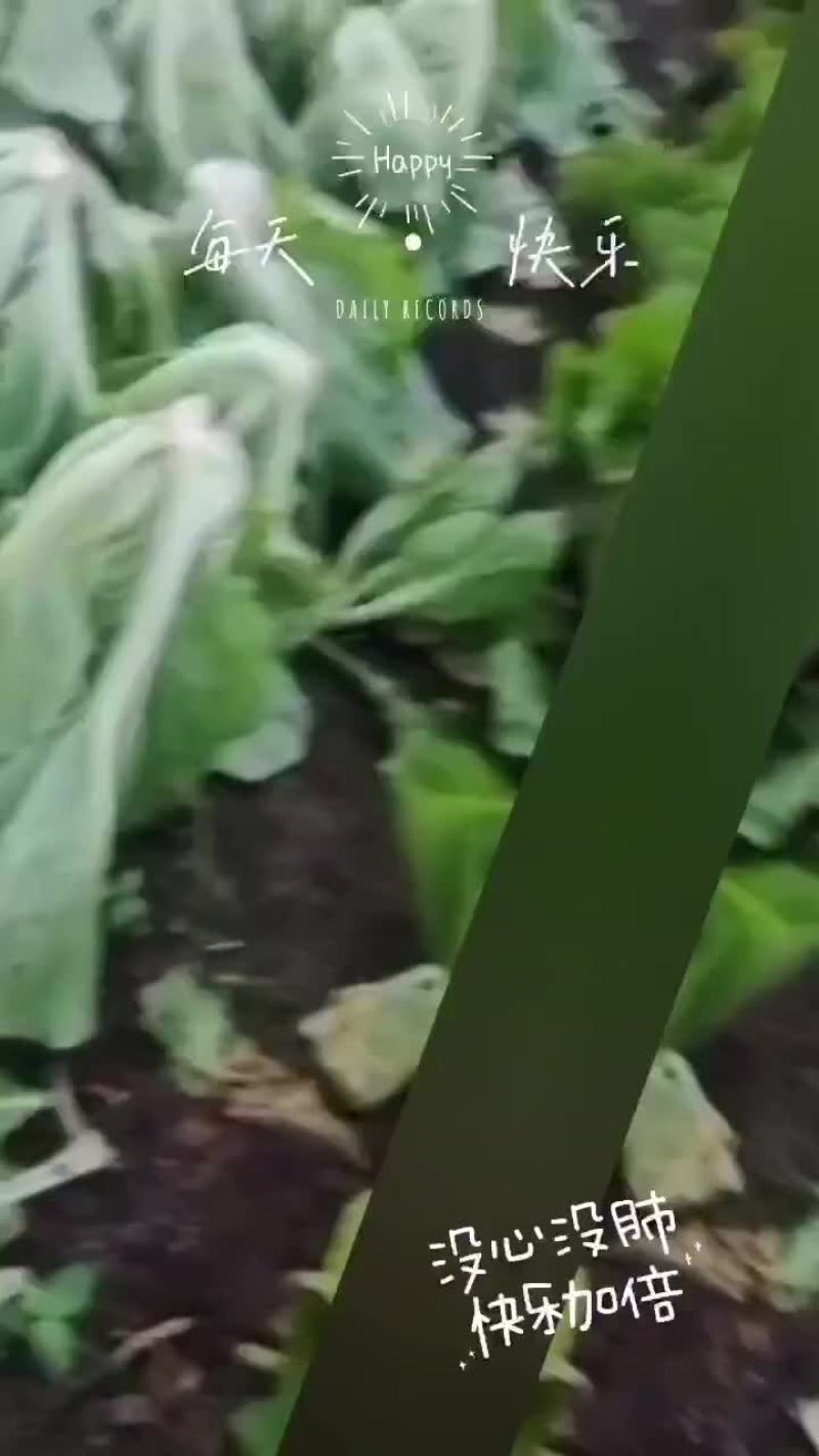 芥菜