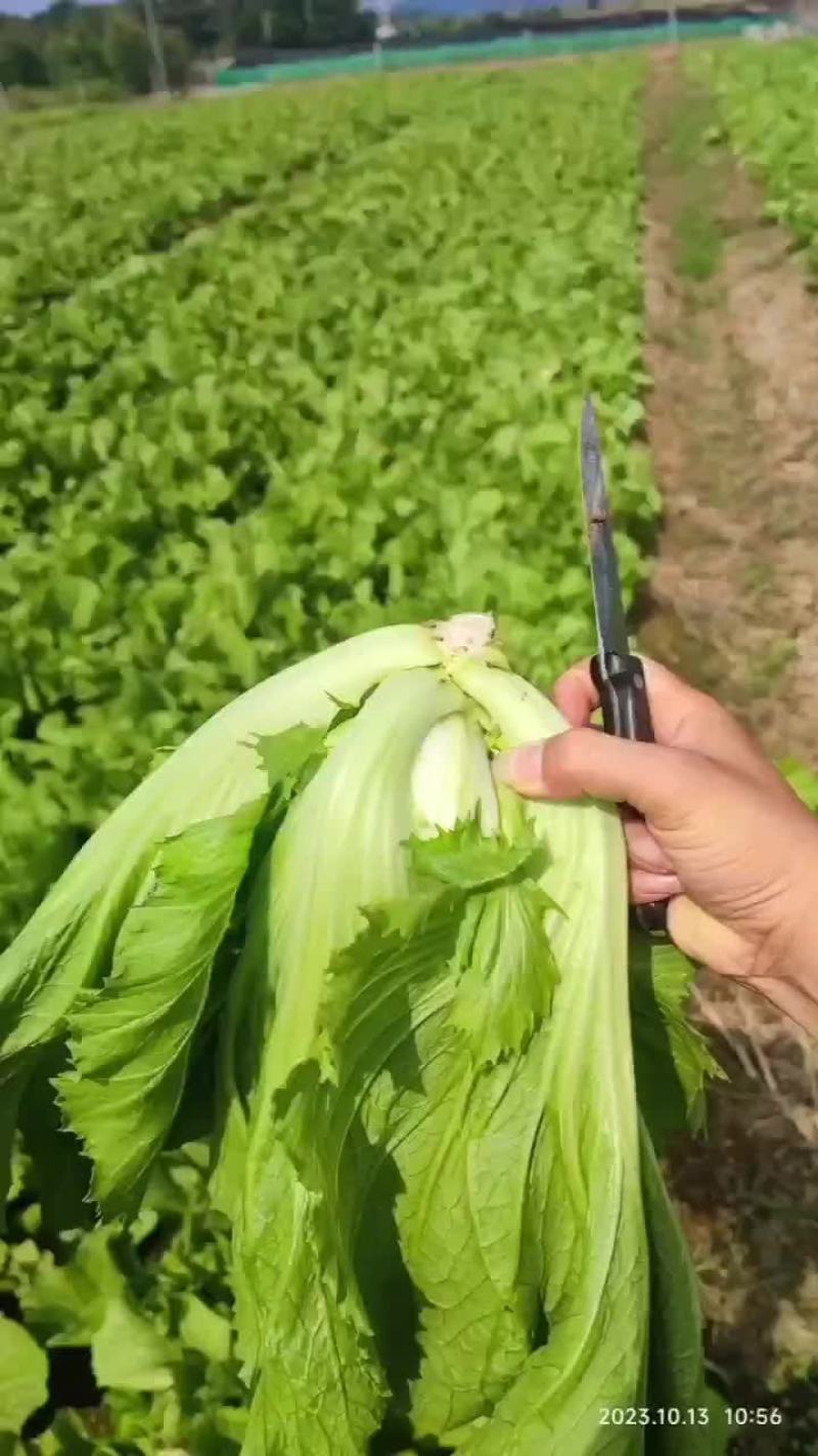 芥菜