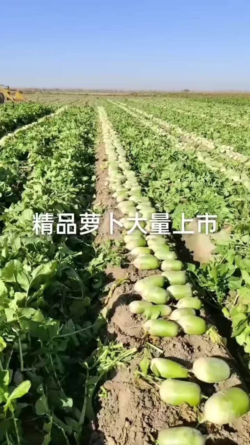 白萝卜大量有货
