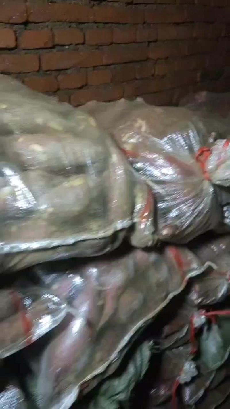 山东沙地优质烟薯253两以上红皮黄壤非常甜蜜薯货源充足