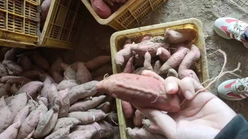 山东沙地优质烟薯253两以上红皮黄壤非常甜蜜薯货源充足