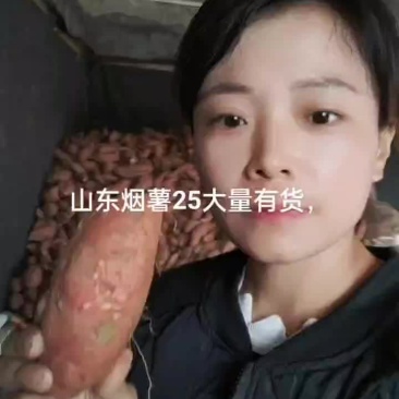山东沙地优质烟薯253两以上红皮黄壤非常甜蜜薯货源充足