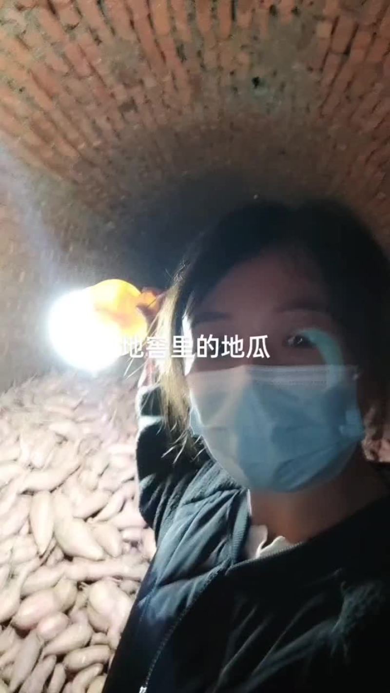 山东沙地优质烟薯253两以上红皮黄壤非常甜蜜薯货源充足