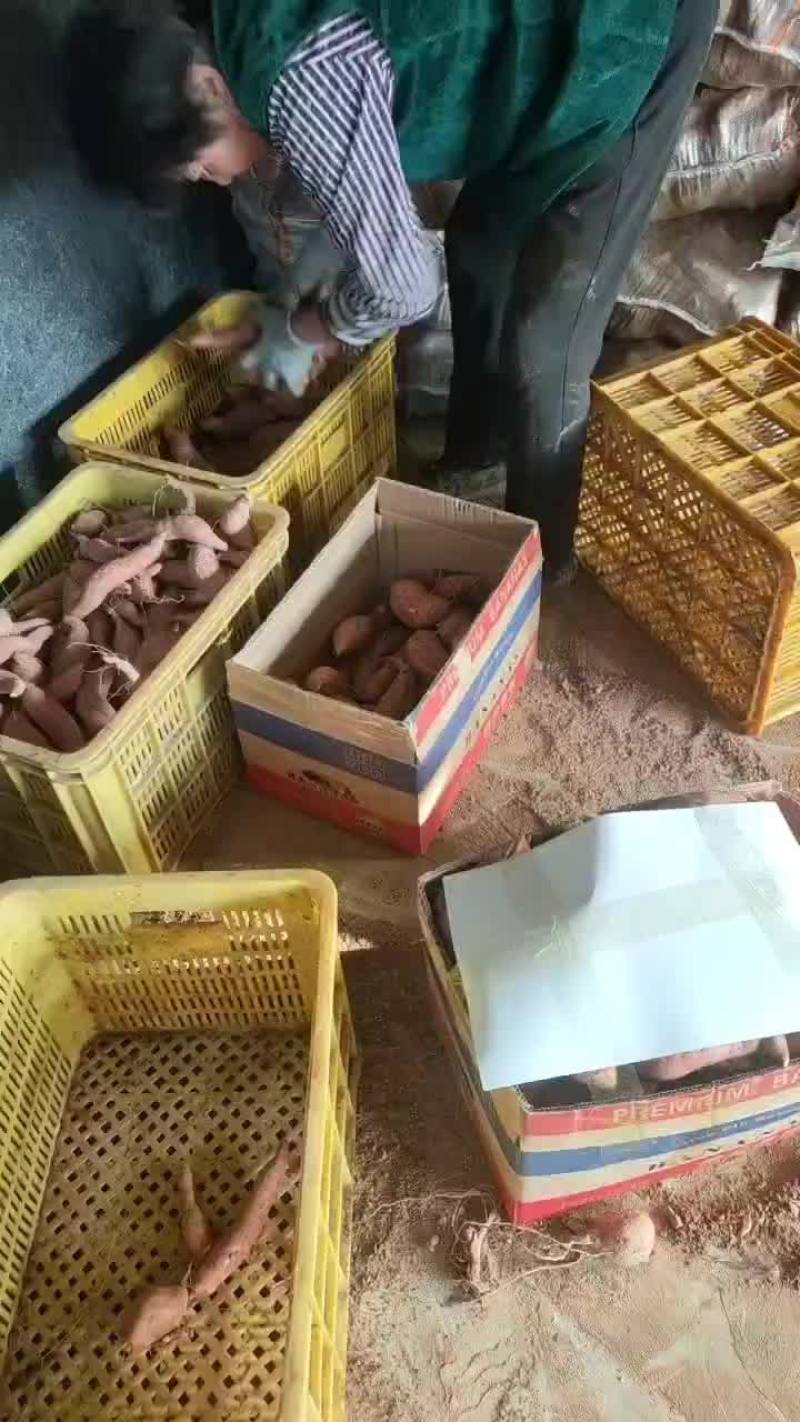 山东沙地优质烟薯253两以上红皮黄壤非常甜蜜薯货源充足