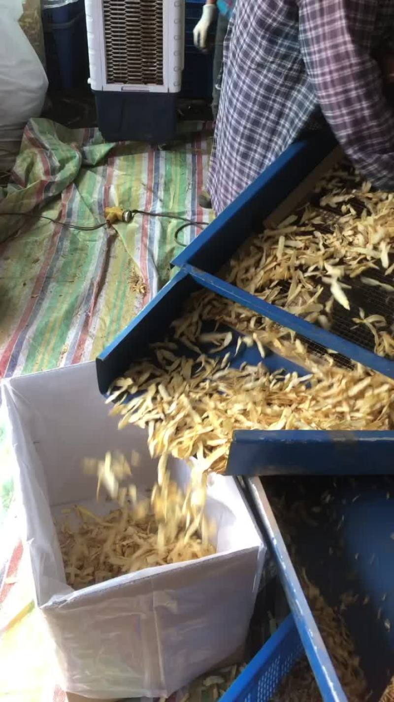 【玉竹】玉竹干片大量有货量大从优欢迎咨询