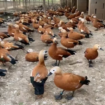 赤麻鸭，赤麻鸭价格