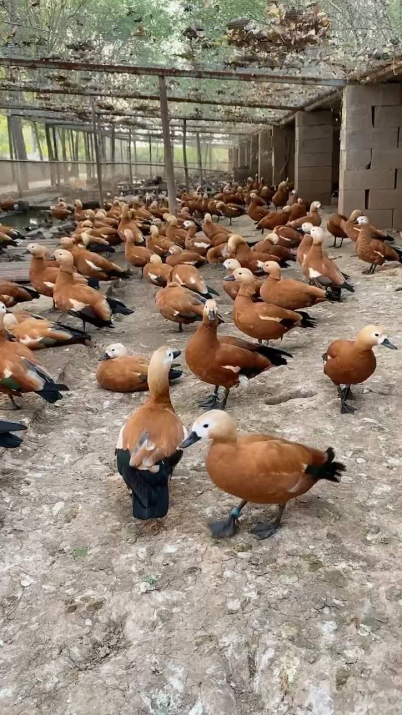 赤麻鸭，赤麻鸭价格