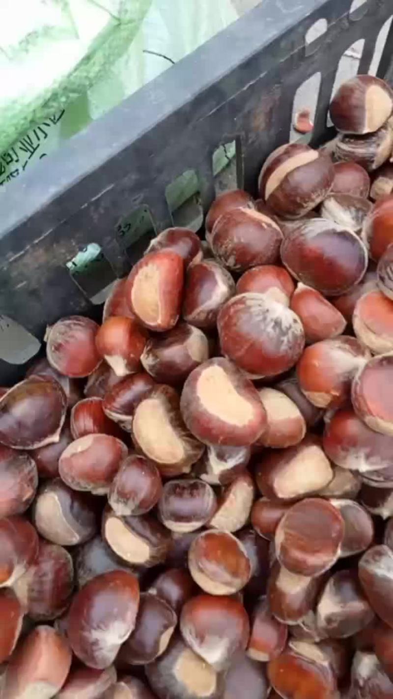 广西桂林灌阳板栗，直生苗，不是嫁接板栗又甜又粉便宜