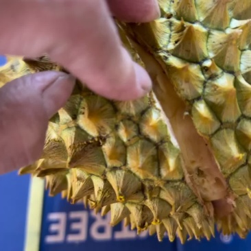 金枕榴莲，干包大黄肉，香甜软糯，一手货源，一件起发