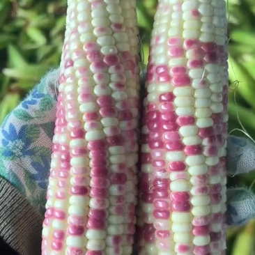 花糯玉米