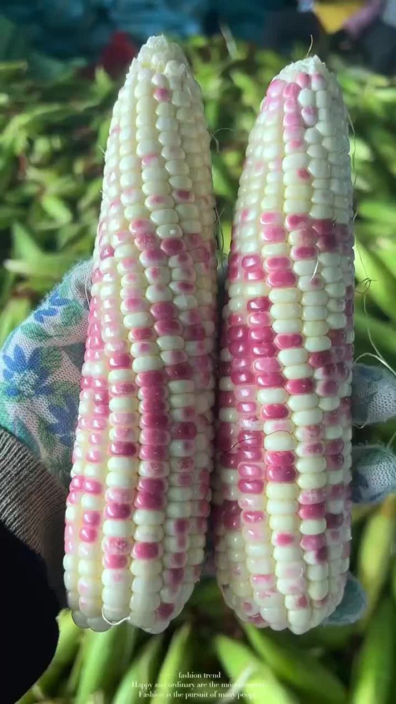 花糯玉米