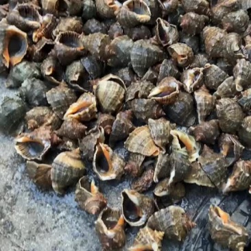 渤海湾潜水薄