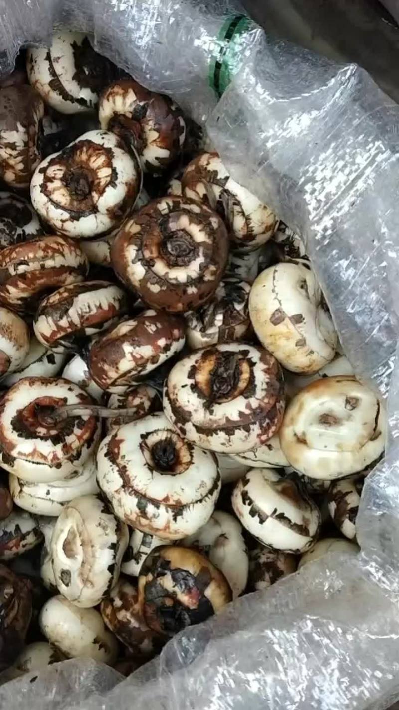 刚刚上市的马蹄