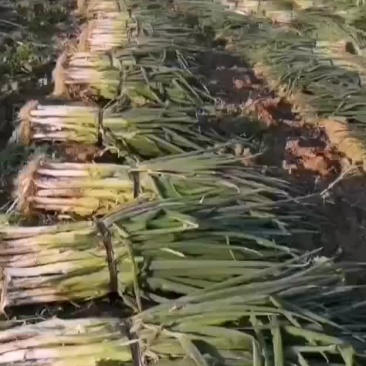 大量批发，优质大葱大小车辆随到随装车，价格便宜