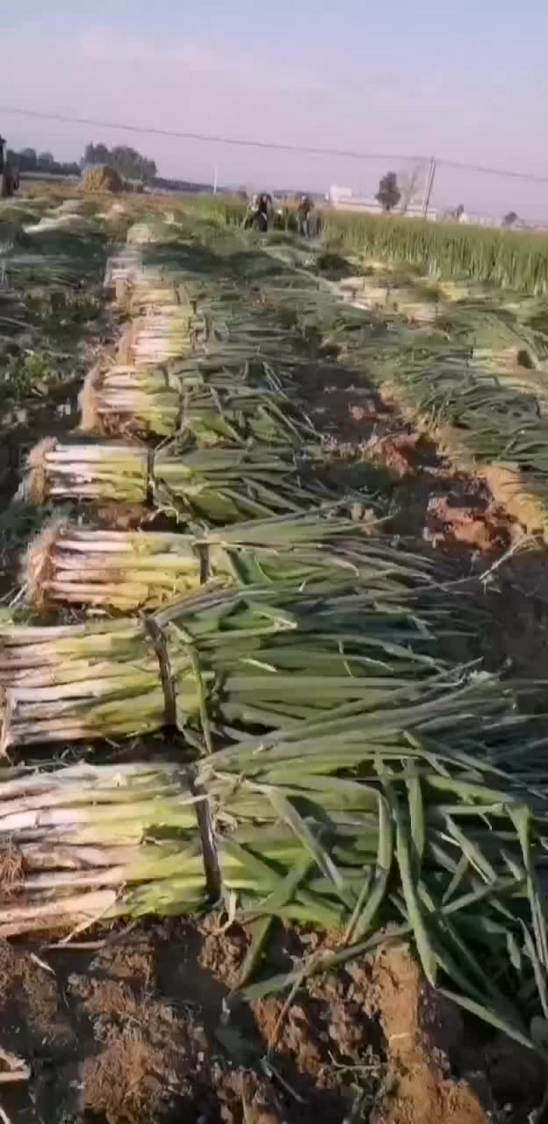 大量批发，优质大葱大小车辆随到随装车，价格便宜