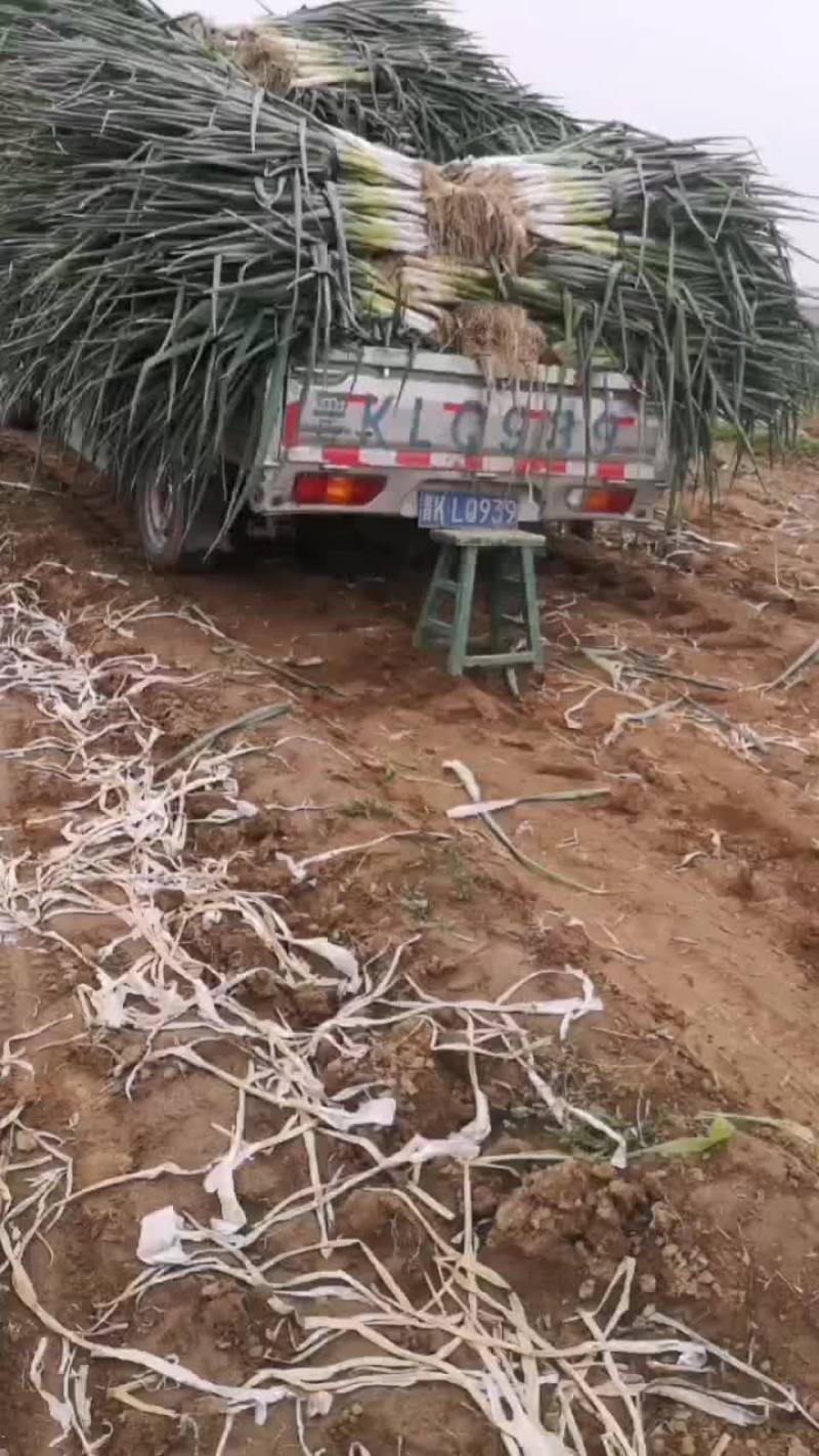 大量批发，优质大葱大小车辆随到随装车，价格便宜