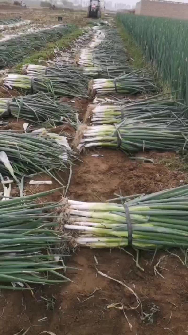 大量批发，优质大葱大小车辆随到随装车，价格便宜