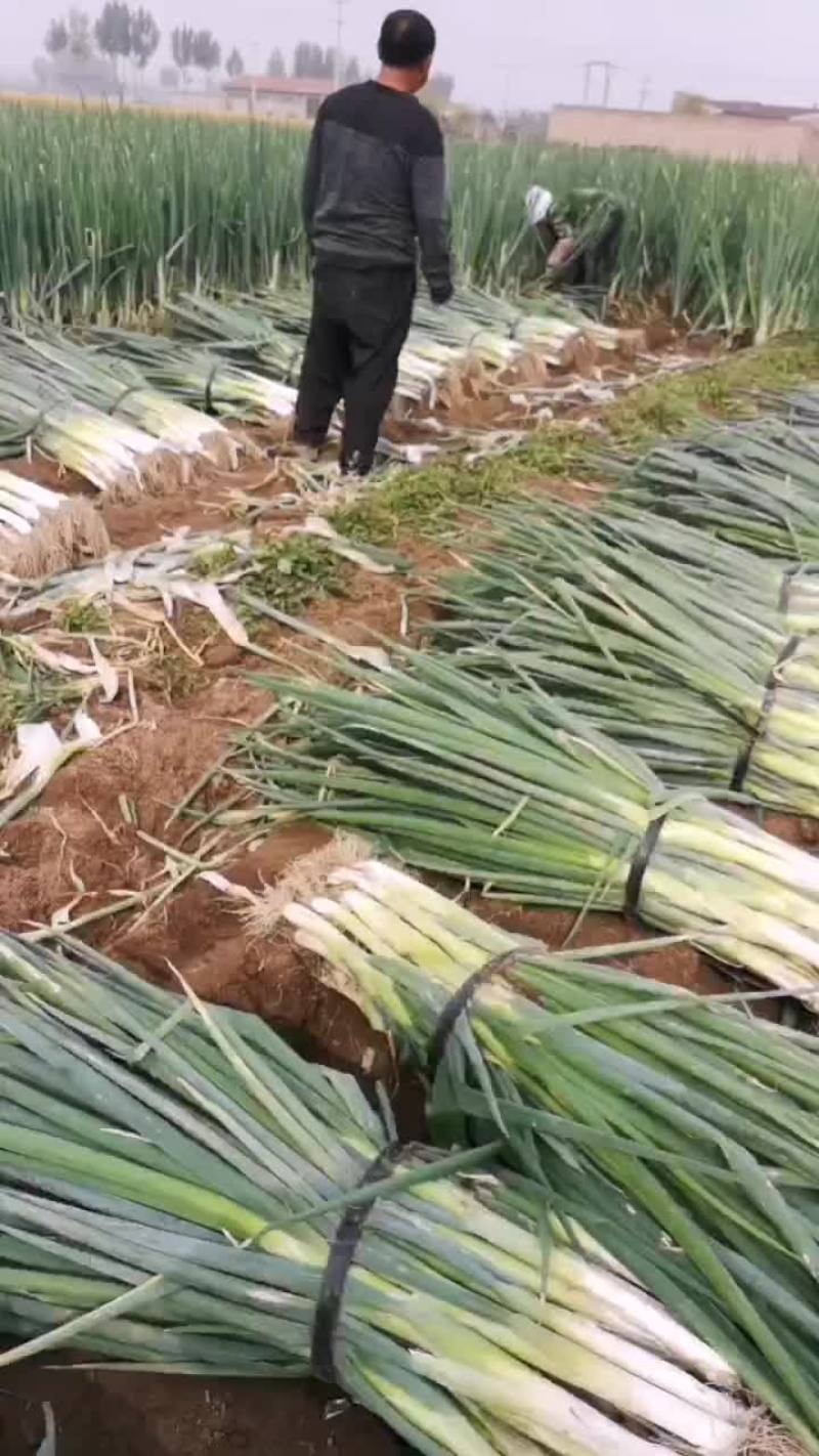 大量批发，优质大葱大小车辆随到随装车，价格便宜