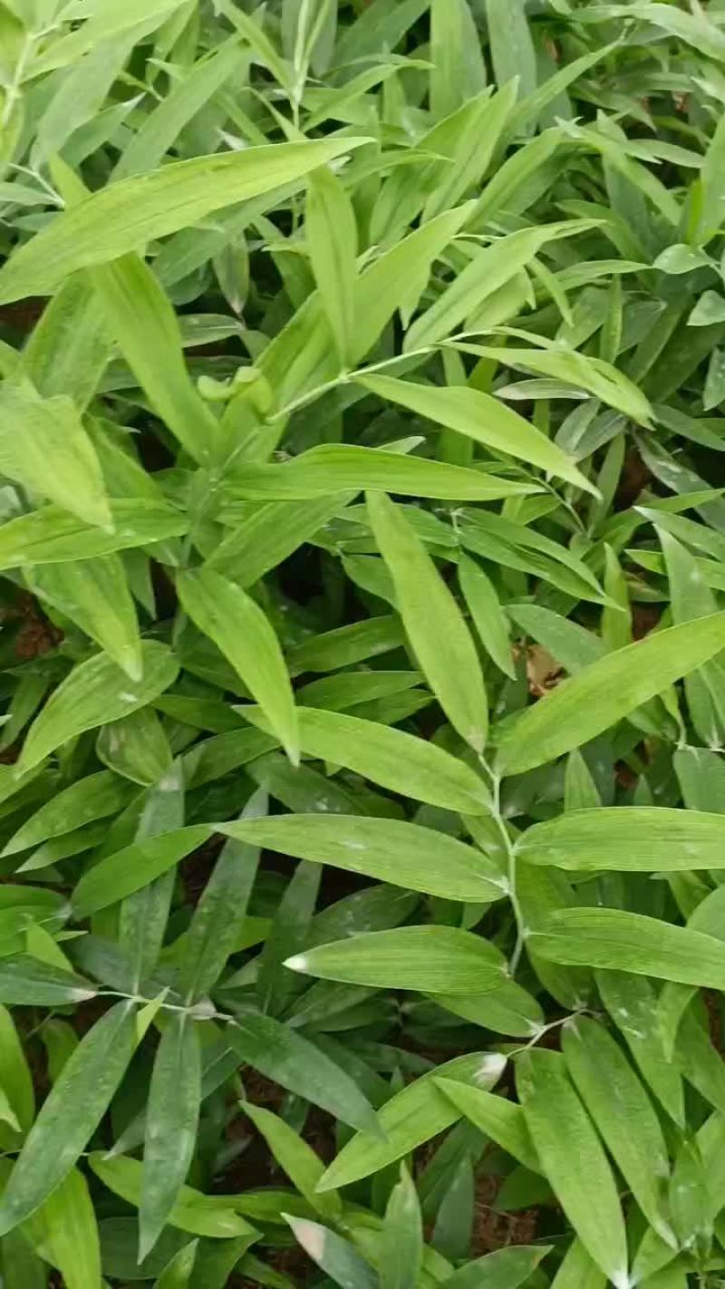 黄精苗