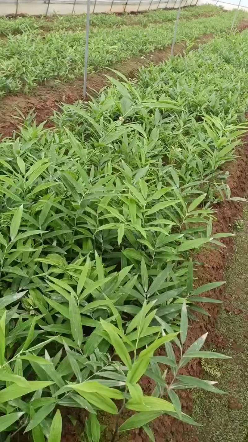 黄精苗