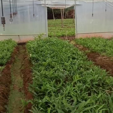 黄精苗