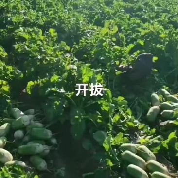 青头萝卜大量上市欧雅二号虞美人791