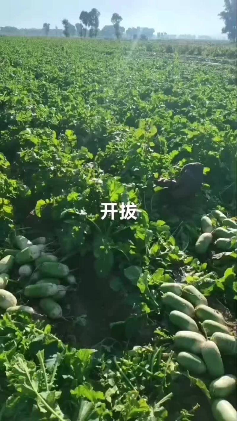 青头萝卜大量上市欧雅二号虞美人791