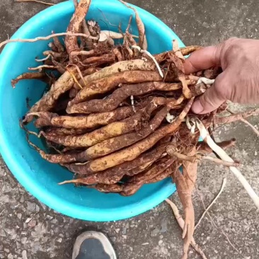 深山野生百部