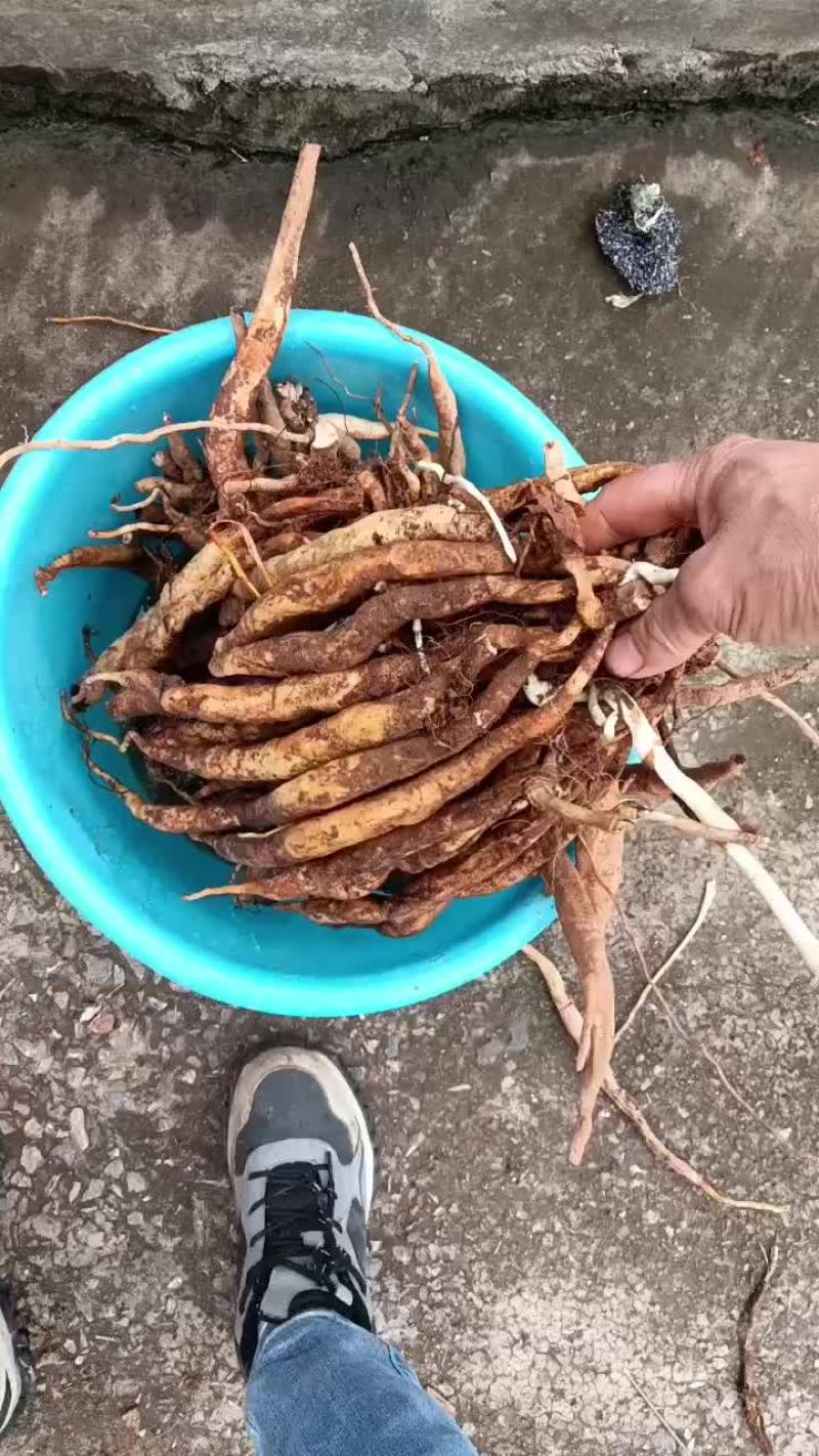 深山野生百部