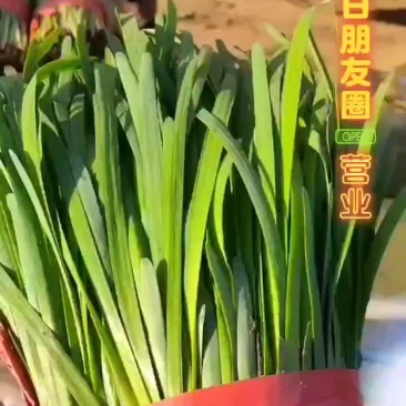 韭菜大量上市