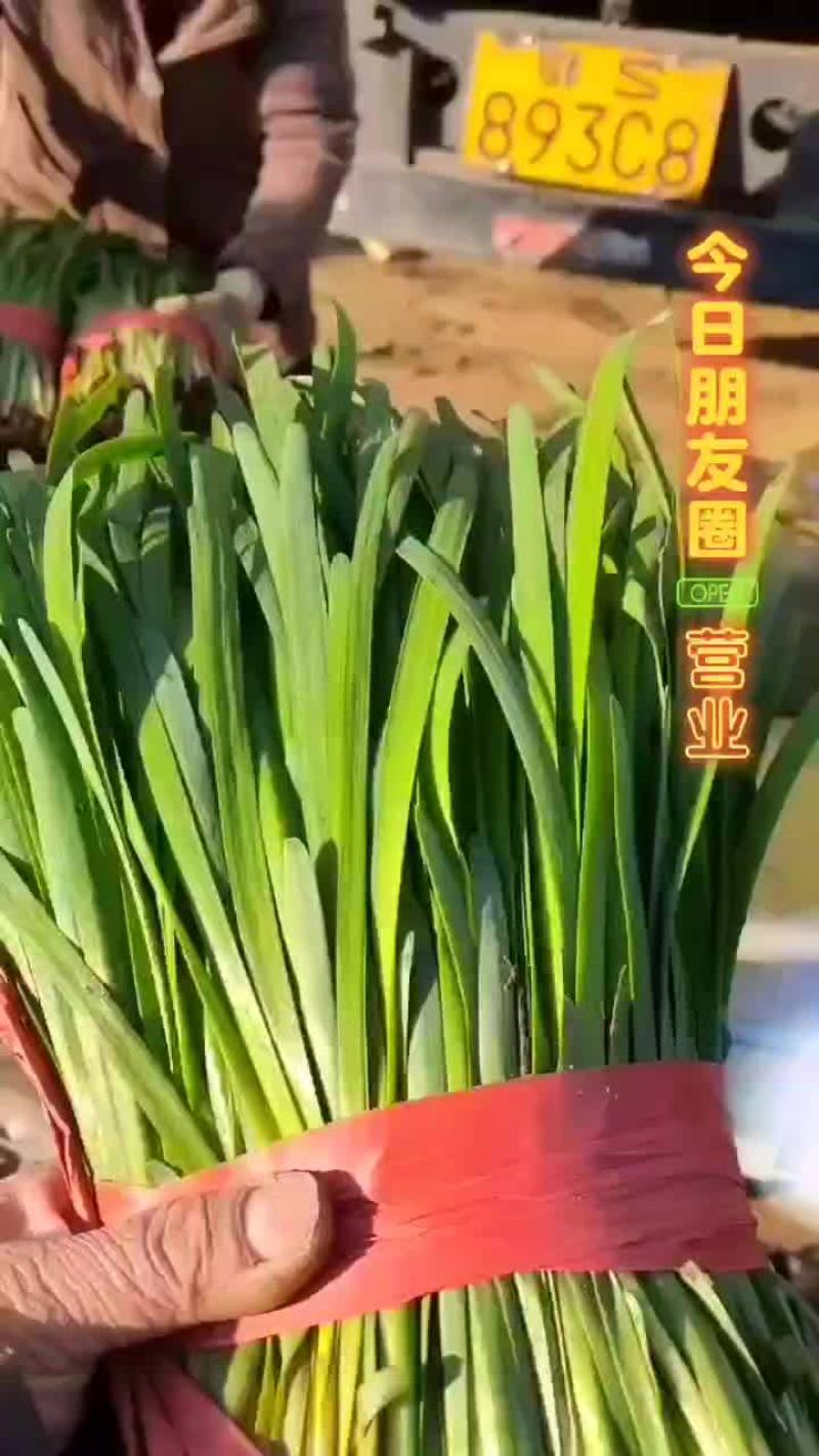 韭菜大量上市