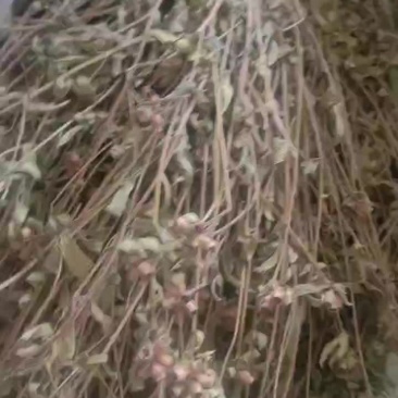 蜂窝草