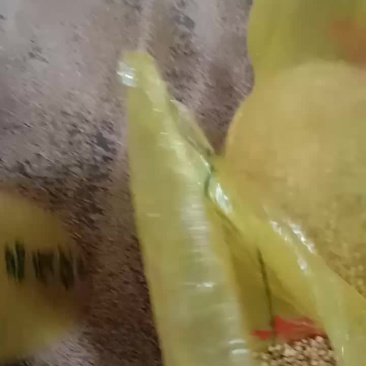 高蛋白黄豆大量供应