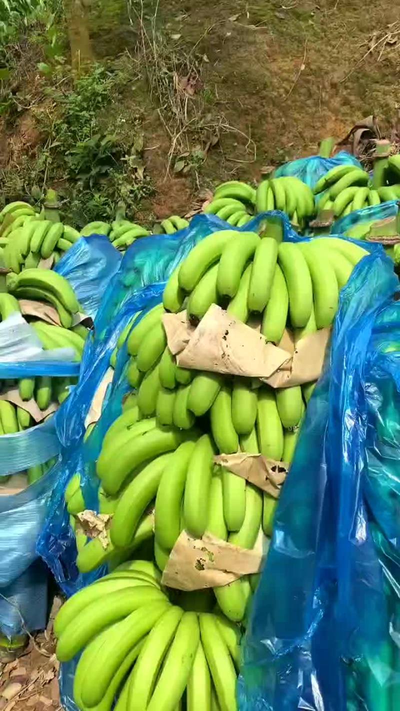 云南红河金平香蕉！
