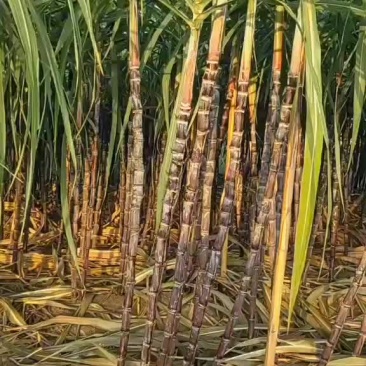 黑皮甘蔗