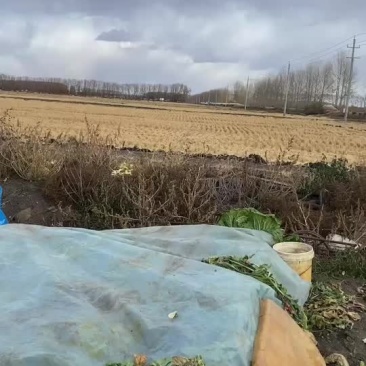 水稻