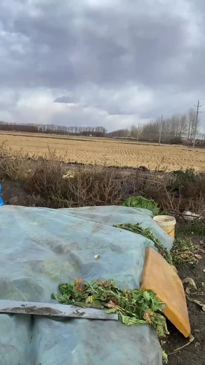 水稻