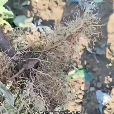 各种猕猴桃品种苗