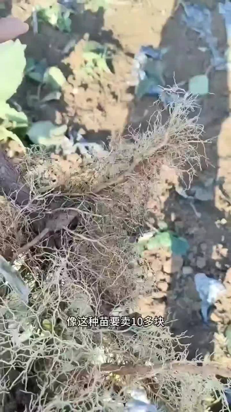 各种猕猴桃品种苗