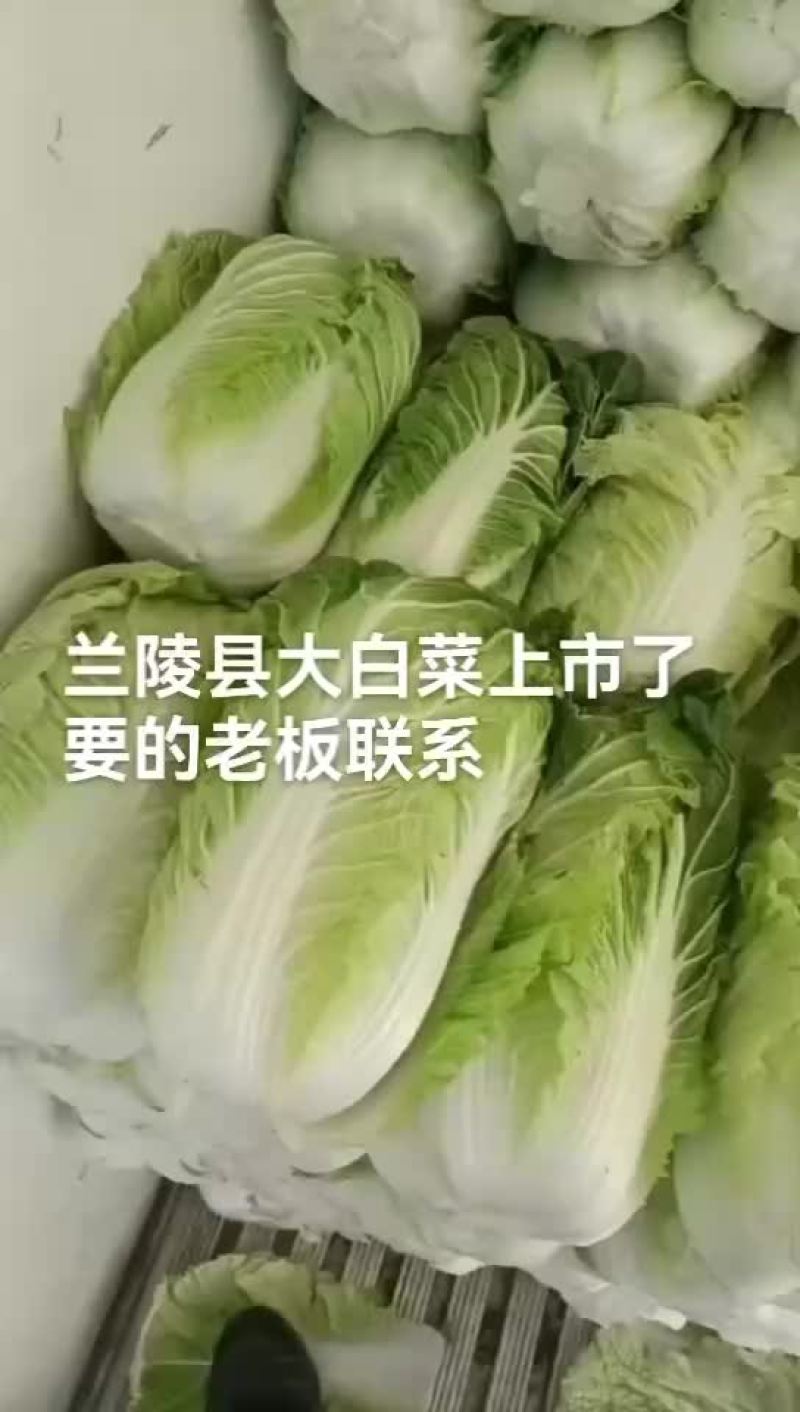 精品大白菜